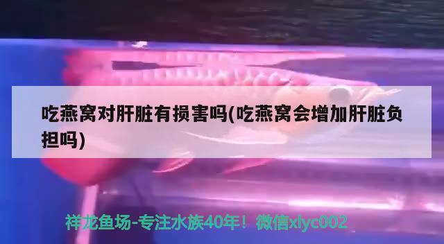 吃燕窝对肝脏有损害吗(吃燕窝会增加肝脏负担吗) 马来西亚燕窝