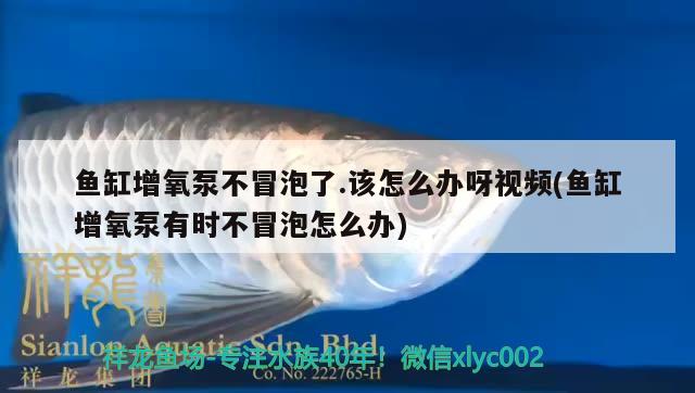 鱼缸增氧泵不冒泡了.该怎么办呀视频(鱼缸增氧泵有时不冒泡怎么办)