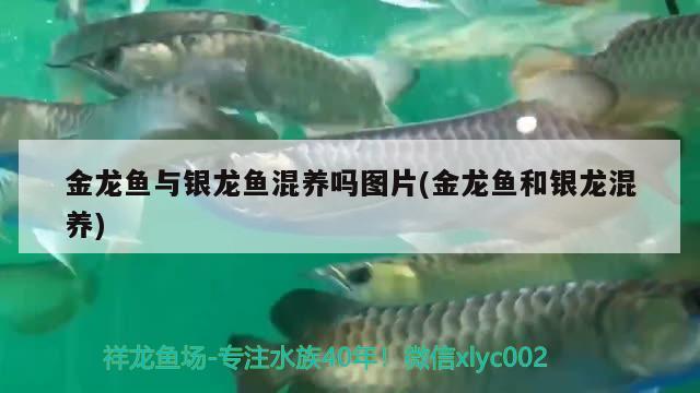 金龙鱼与银龙鱼混养吗图片(金龙鱼和银龙混养) 银龙鱼