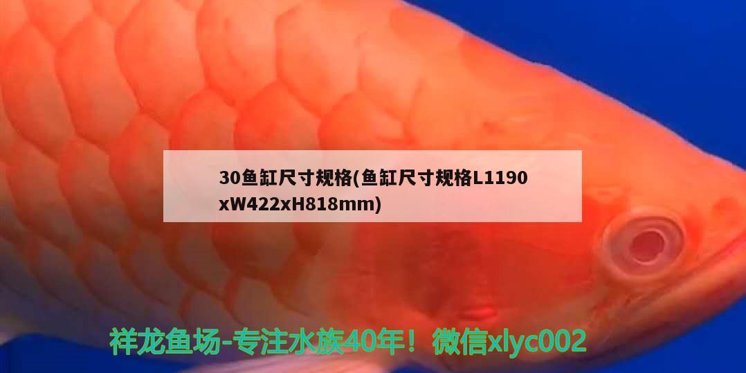 30鱼缸尺寸规格(鱼缸尺寸规格L1190xW422xH818mm) 广州观赏鱼批发市场