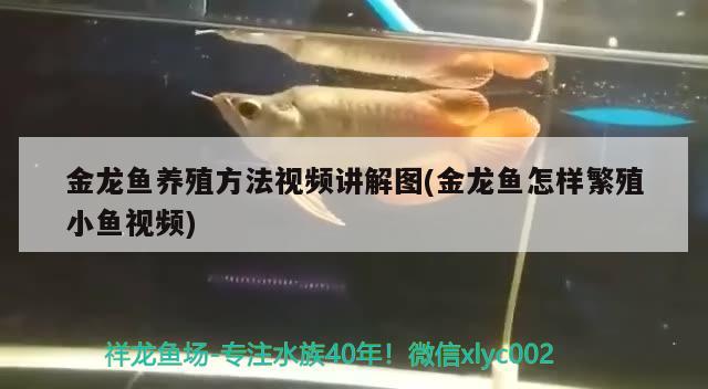 金龙鱼养殖方法视频讲解图(金龙鱼怎样繁殖小鱼视频) 广州水族批发市场 第2张