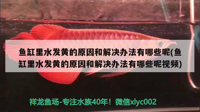 鱼缸里水发黄的原因和解决办法有哪些呢(鱼缸里水发黄的原因和解决办法有哪些呢视频)