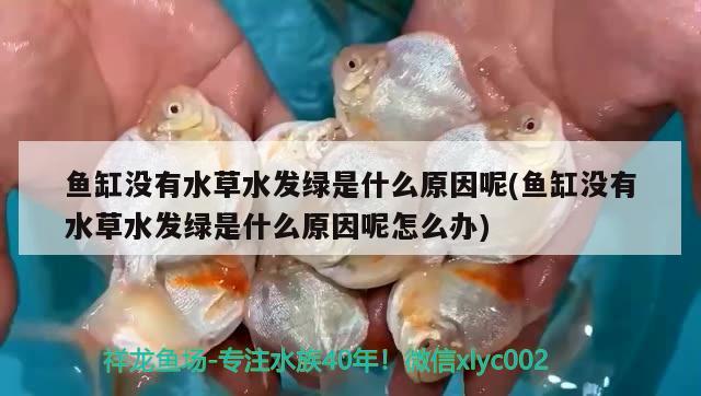 鱼缸没有水草水发绿是什么原因呢(鱼缸没有水草水发绿是什么原因呢怎么办) 水草