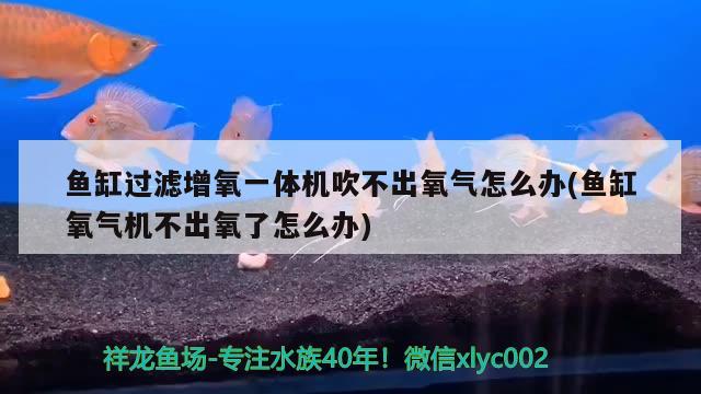 鱼缸过滤增氧一体机吹不出氧气怎么办(鱼缸氧气机不出氧了怎么办)