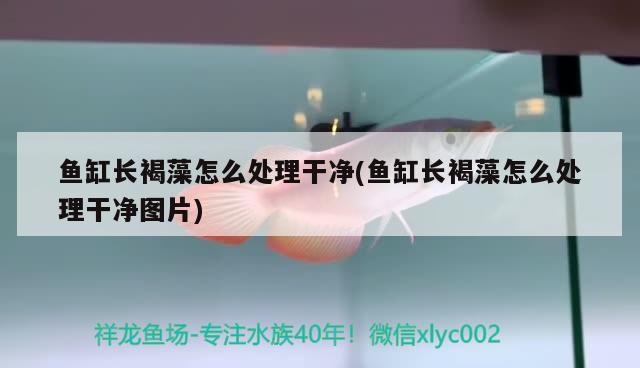 鱼缸长褐藻怎么处理干净(鱼缸长褐藻怎么处理干净图片) 细线银板鱼苗