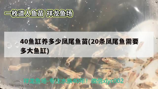 40鱼缸养多少凤尾鱼苗(20条凤尾鱼需要多大鱼缸) 锦鲤池鱼池建设