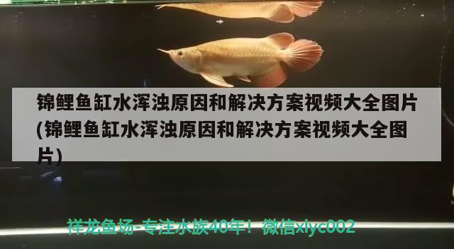 锦鲤鱼缸水浑浊原因和解决方案视频大全图片(锦鲤鱼缸水浑浊原因和解决方案视频大全图片)