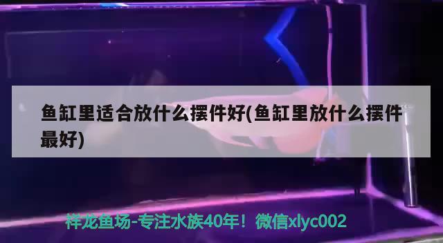 鱼缸里适合放什么摆件好(鱼缸里放什么摆件最好)