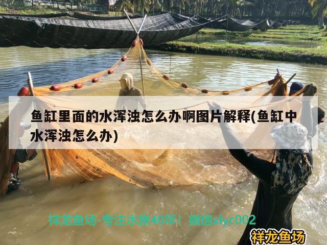 鱼缸里面的水浑浊怎么办啊图片解释(鱼缸中水浑浊怎么办) 祥龙金禾金龙鱼