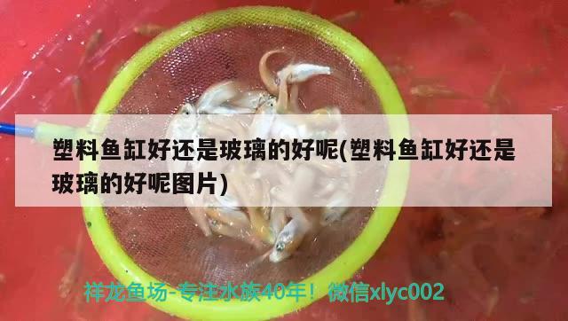 塑料鱼缸好还是玻璃的好呢(塑料鱼缸好还是玻璃的好呢图片)