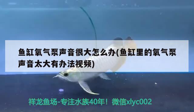 鱼缸氧气泵声音很大怎么办(鱼缸里的氧气泵声音太大有办法视频)