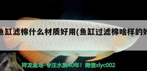 鱼缸滤棉什么材质好用(鱼缸过滤棉啥样的好) 龙凤鲤鱼