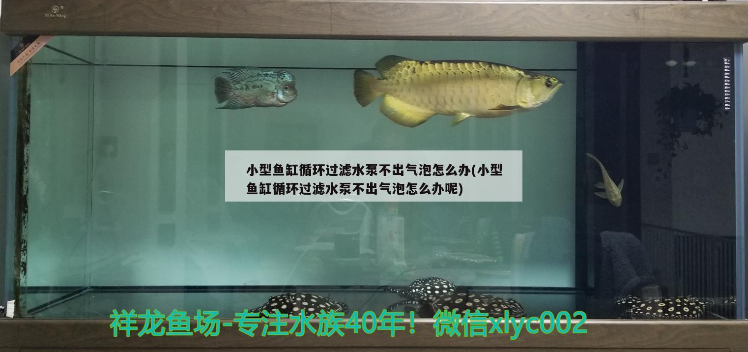 小型鱼缸循环过滤水泵不出气泡怎么办(小型鱼缸循环过滤水泵不出气泡怎么办呢)