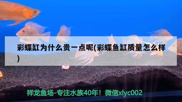 彩蝶缸为什么贵一点呢(彩蝶鱼缸质量怎么样)