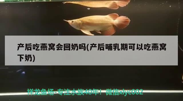 产后吃燕窝会回奶吗(产后哺乳期可以吃燕窝下奶) 马来西亚燕窝