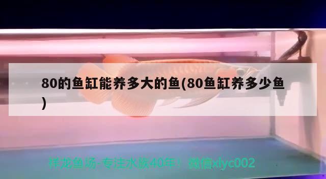 80的鱼缸能养多大的鱼(80鱼缸养多少鱼)