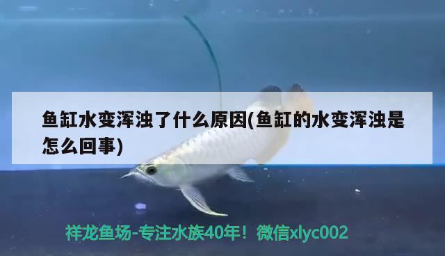 鱼缸水变浑浊了什么原因(鱼缸的水变浑浊是怎么回事)