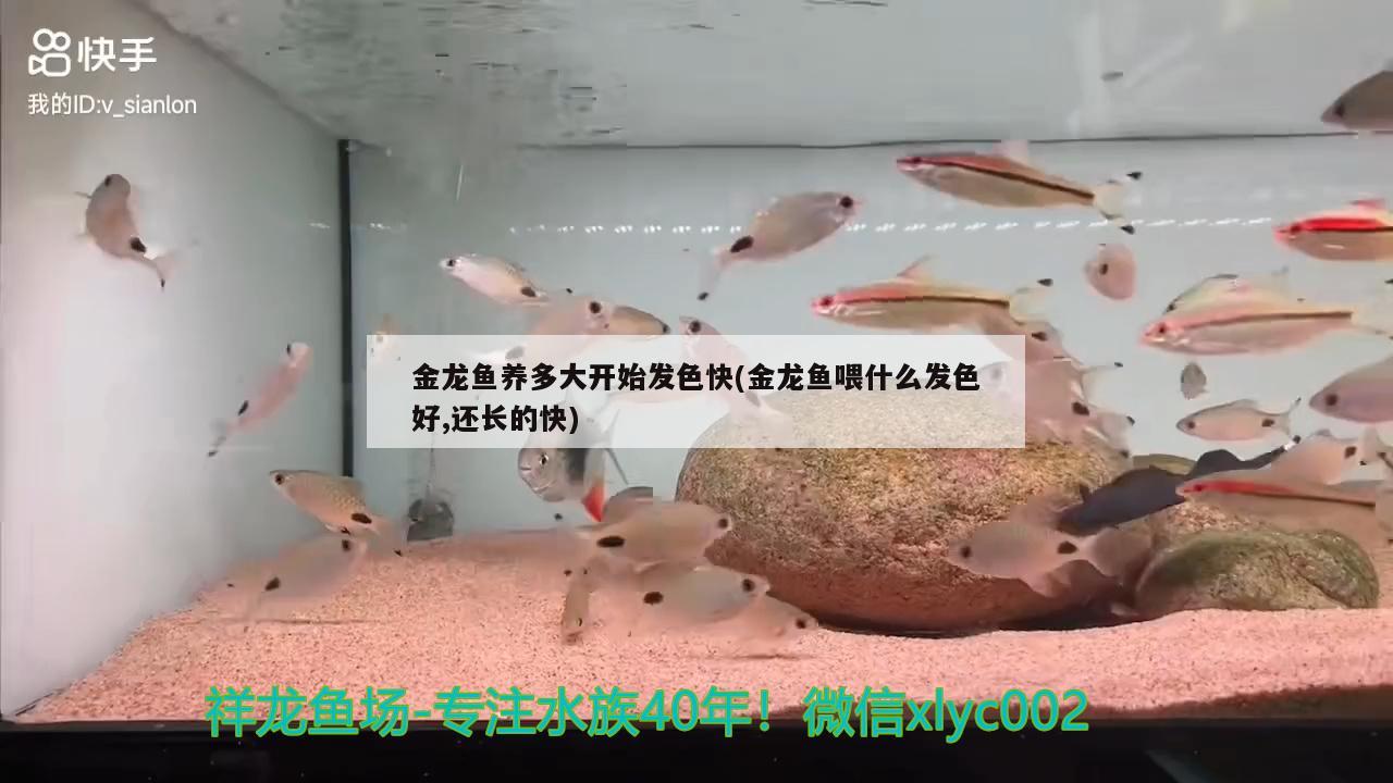金龙鱼养多大开始发色快(金龙鱼喂什么发色好,还长的快) 广州龙鱼批发市场
