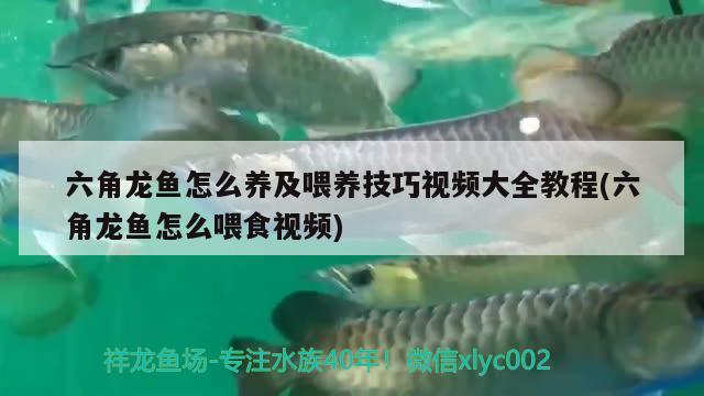 六角龙鱼怎么养及喂养技巧视频大全教程(六角龙鱼怎么喂食视频) 祥龙龙鱼专用水族灯
