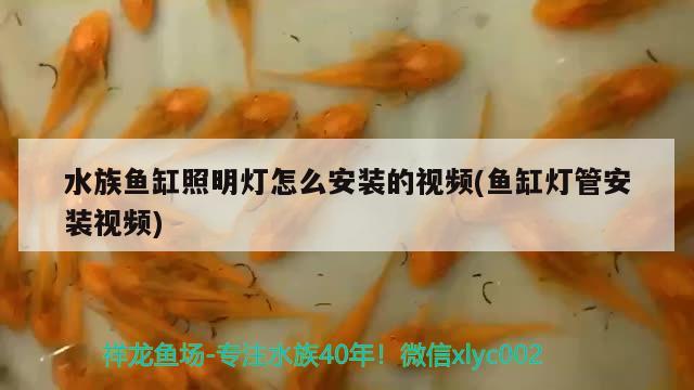 水族鱼缸照明灯怎么安装的视频(鱼缸灯管安装视频) 纯血皇冠黑白魟鱼