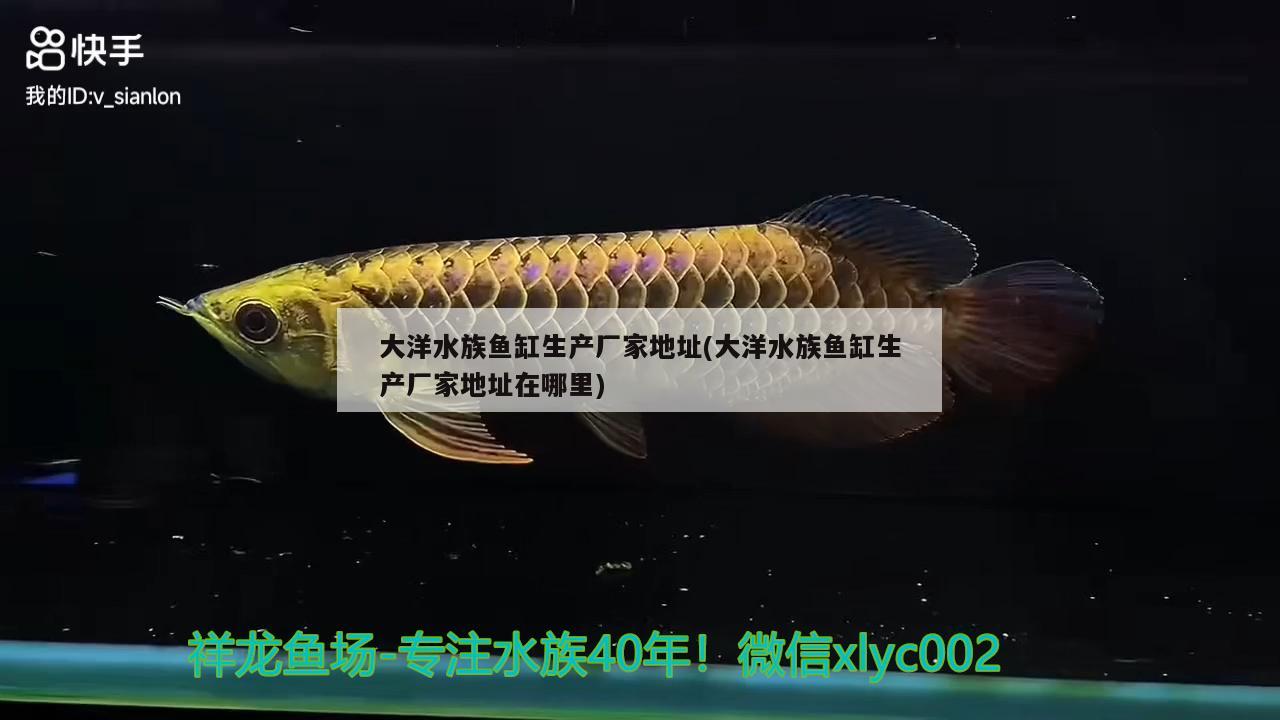 大洋水族鱼缸生产厂家地址(大洋水族鱼缸生产厂家地址在哪里) 银龙鱼