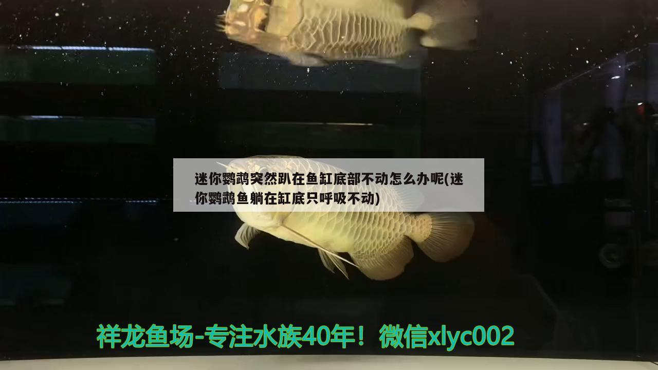 迷你鹦鹉突然趴在鱼缸底部不动怎么办呢(迷你鹦鹉鱼躺在缸底只呼吸不动) 鹦鹉鱼