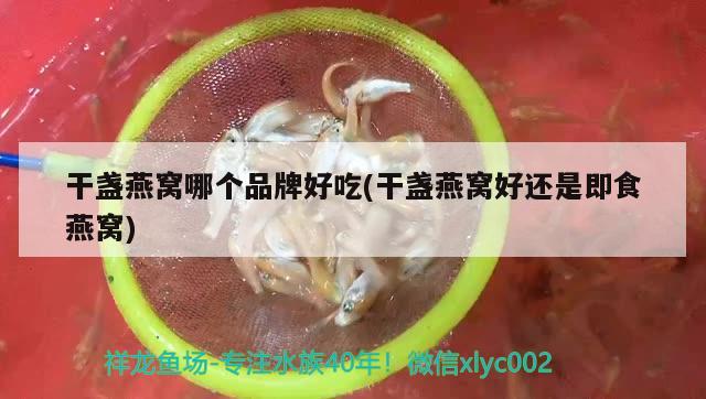 干盏燕窝哪个品牌好吃(干盏燕窝好还是即食燕窝)