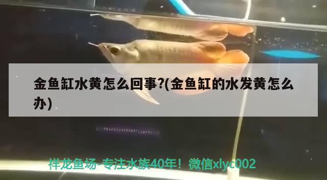 金鱼缸水黄怎么回事?(金鱼缸的水发黄怎么办) 除藻剂 第2张