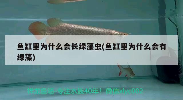 鱼缸里为什么会长绿藻虫(鱼缸里为什么会有绿藻) 定时器/自控系统