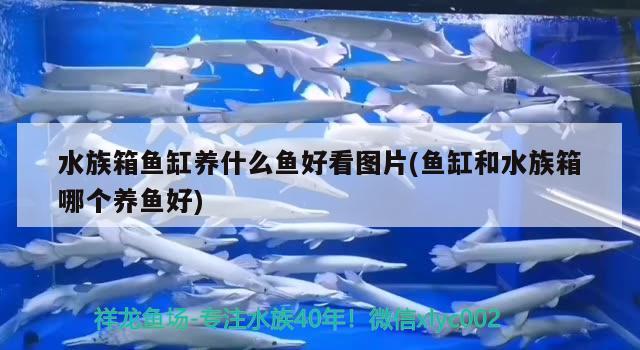 水族箱鱼缸养什么鱼好看图片(鱼缸和水族箱哪个养鱼好) 鱼缸/水族箱