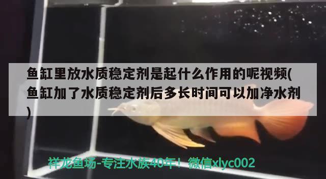 鱼缸里放水质稳定剂是起什么作用的呢视频(鱼缸加了水质稳定剂后多长时间可以加净水剂)