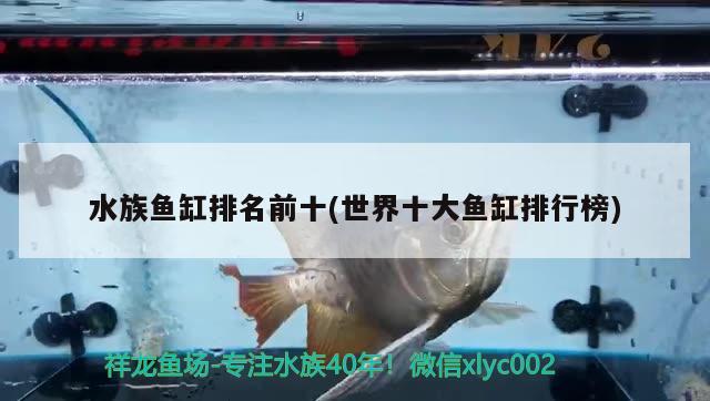 水族鱼缸排名前十(世界十大鱼缸排行榜) 白子关刀鱼