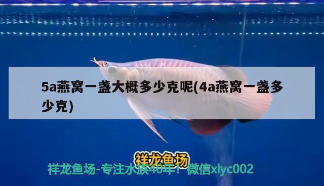 5a燕窝一盏大概多少克呢(4a燕窝一盏多少克) 马来西亚燕窝