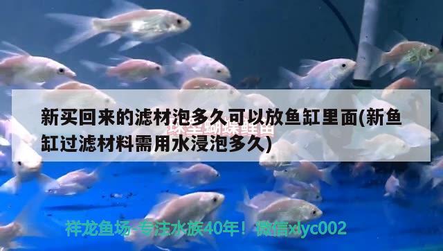 新买回来的滤材泡多久可以放鱼缸里面(新鱼缸过滤材料需用水浸泡多久) 新加坡号半红龙鱼（练手级红龙鱼）