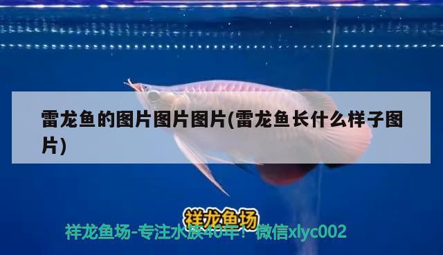 雷龙鱼的图片图片图片(雷龙鱼长什么样子图片) 白子黑帝王魟鱼
