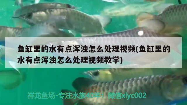 鱼缸里的水有点浑浊怎么处理视频(鱼缸里的水有点浑浊怎么处理视频教学) 大日玉鲭鱼