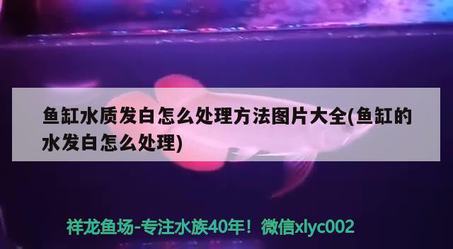 鱼缸水质发白怎么处理方法图片大全(鱼缸的水发白怎么处理) 祥龙赫舞红龙鱼