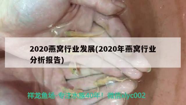 2020燕窝行业发展(2020年燕窝行业分析报告) 马来西亚燕窝