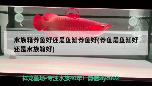 水族箱养鱼好还是鱼缸养鱼好(养鱼是鱼缸好还是水族箱好) 鱼缸/水族箱