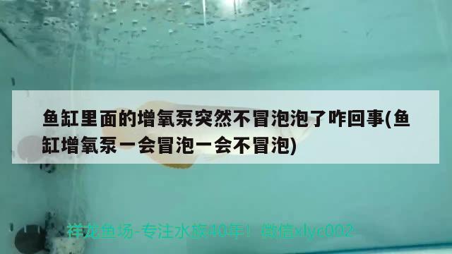 鱼缸里面的增氧泵突然不冒泡泡了咋回事(鱼缸增氧泵一会冒泡一会不冒泡) 水草