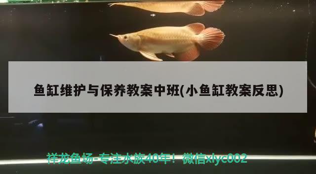 鱼缸维护与保养教案中班(小鱼缸教案反思) 月光鸭嘴鱼苗