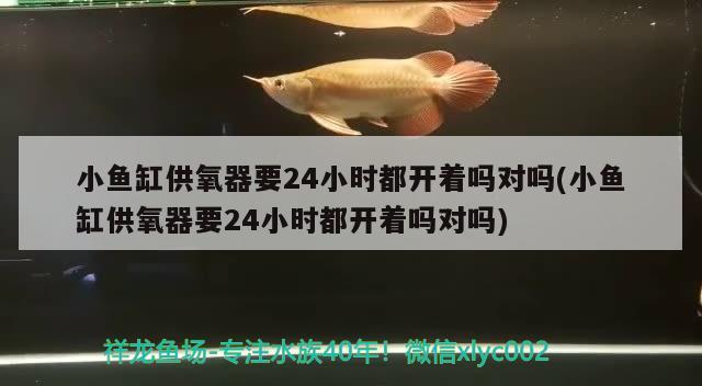 小鱼缸供氧器要24小时都开着吗对吗(小鱼缸供氧器要24小时都开着吗对吗)