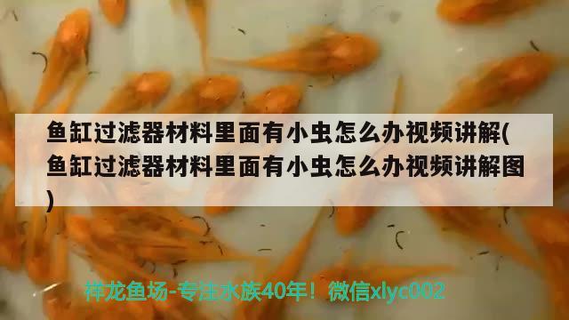 鱼缸过滤器材料里面有小虫怎么办视频讲解(鱼缸过滤器材料里面有小虫怎么办视频讲解图)