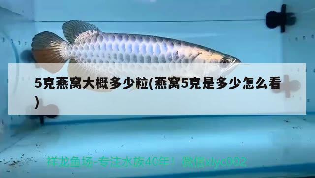 5克燕窝大概多少粒(燕窝5克是多少怎么看) 马来西亚燕窝