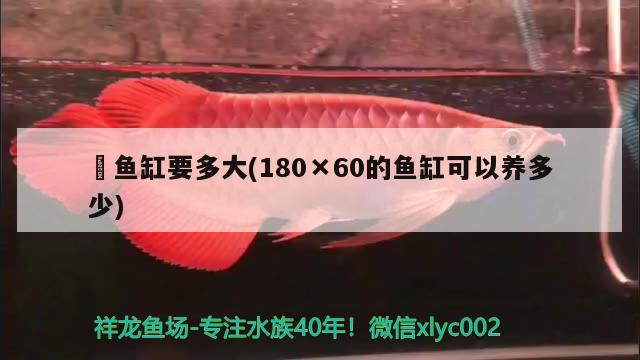 魟鱼缸要多大(180×60的鱼缸可以养多少) 粗线银版鱼