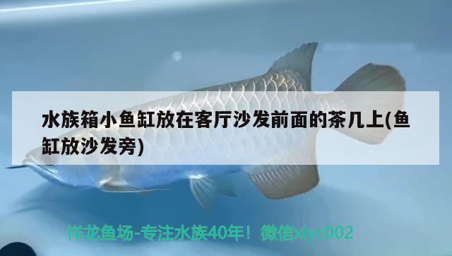 水族箱小鱼缸放在客厅沙发前面的茶几上(鱼缸放沙发旁)