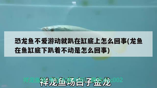 恐龙鱼不爱游动就趴在缸底上怎么回事(龙鱼在鱼缸底下趴着不动是怎么回事)