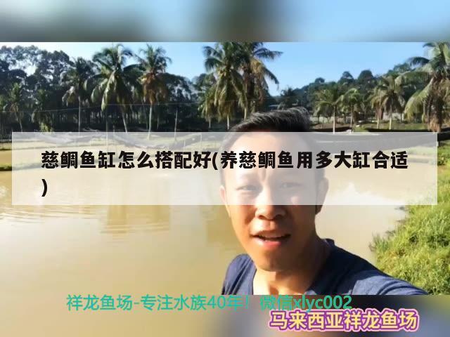 慈鲷鱼缸怎么搭配好(养慈鲷鱼用多大缸合适)