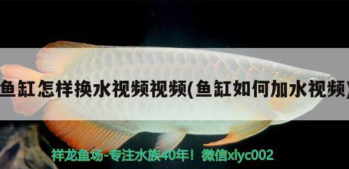 鱼缸怎样换水视频视频(鱼缸如何加水视频)