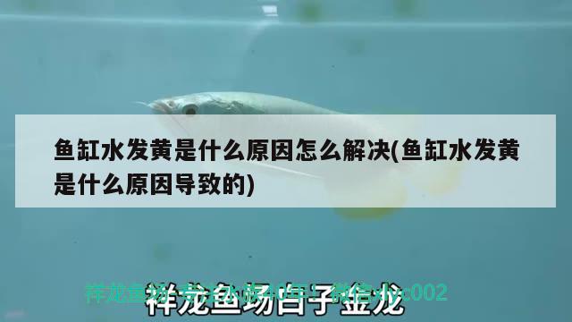 鱼缸水发黄是什么原因怎么解决(鱼缸水发黄是什么原因导致的) 飞凤鱼